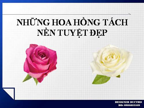 NHỮNG HOA HỒNG TÁCH NỀN TUYỆT ĐẸP