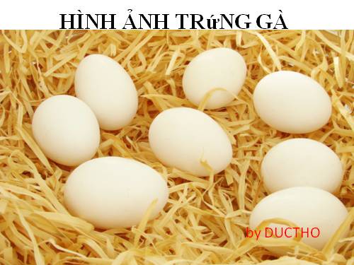 HÌNH ẢNH TRứNG GÀ