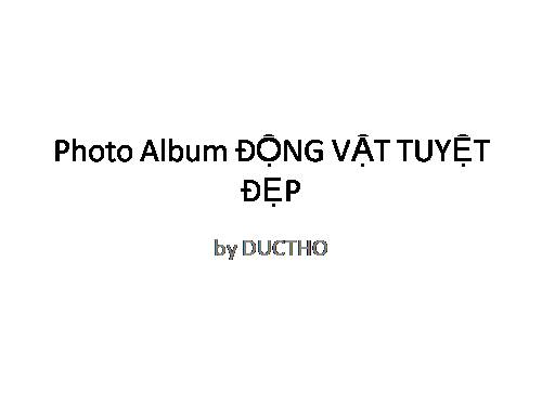 Photo Album DONG VAT 5