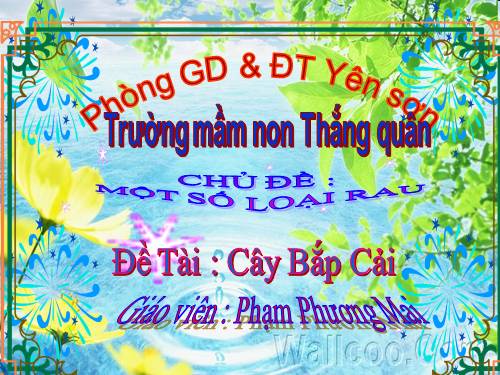 thơ cây bắp cải