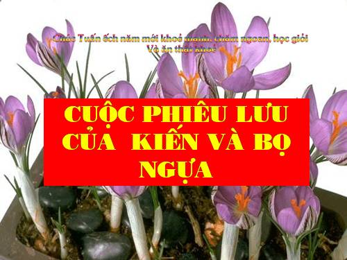 Cuộc phiêu lưu của kiến và bọ ngựa