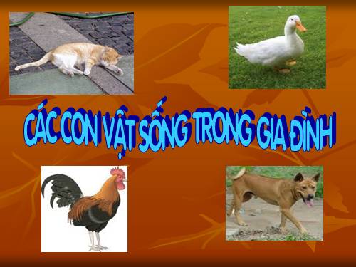 cac con vat song trong gia dinh