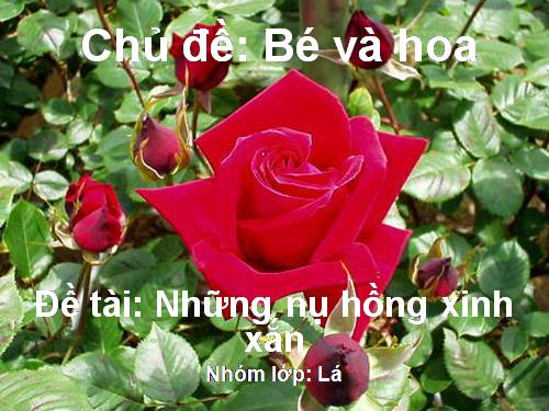 Những bông hồng xinh xắn