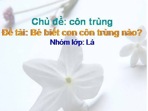 Bé biết côn trùng nào?