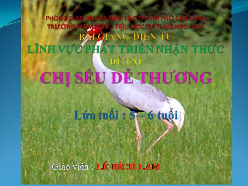 tìm hiểu chim sếu