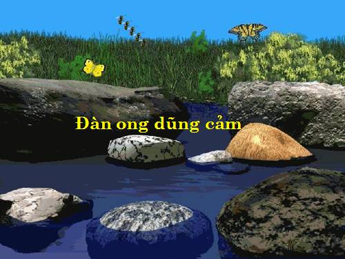 dan ong dung cam