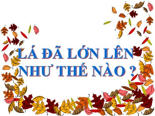 Lá lớn lên như thế nào