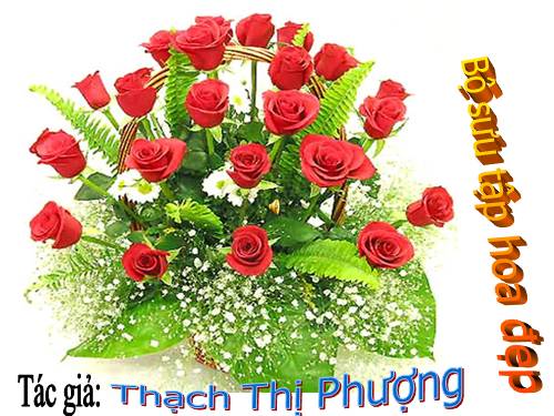 Bộ sưu tập hoa đep