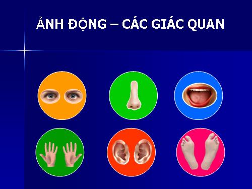 Ảnh động giác quan