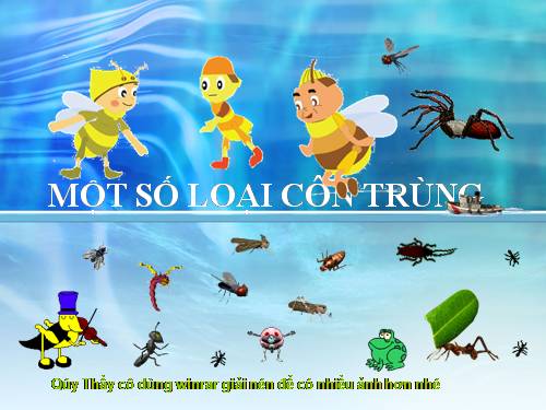 Các loại côn trùng