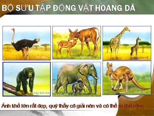 Bộ sưu tập Động vật hoang dã