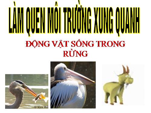 Làm quen với các con vật ở trong rừng