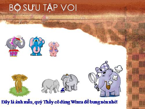 Bộ sưu tập Voi