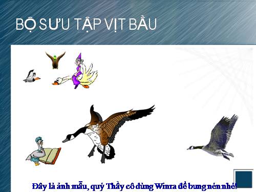 Bộ sưu tập Vịt Trời