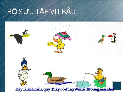 Bộ sưu tập Vịt bầu