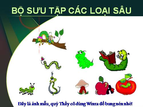 Bộ sưu tập Sâu