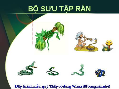 Bộ sưu tập Rắn