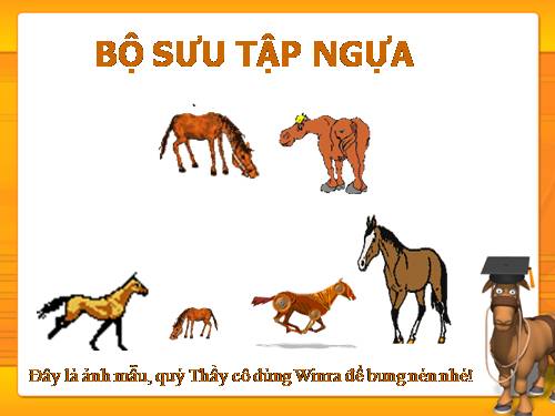 Bộ sưu tập Ngựa