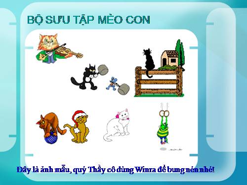 Bộ sưu tập Mèo con