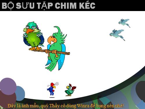 Bộ sưu tập Chim Kéc