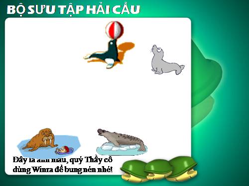 Bộ sưu tập Hải Cẩu