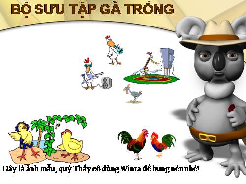 Bộ sưu tập Gà Trống