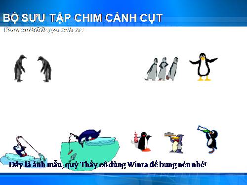 Bộ sưu tập Chim cánh cụt