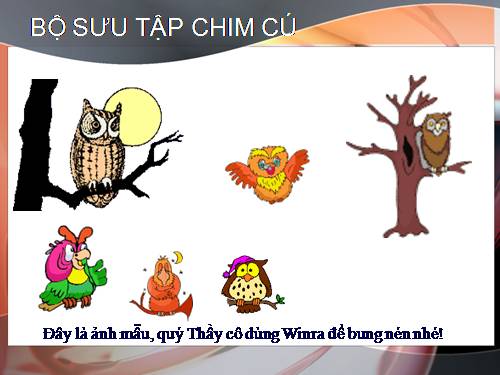 Bộ sưu tập Chim Cú