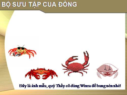 Bộ sưu tập Cua Đồng