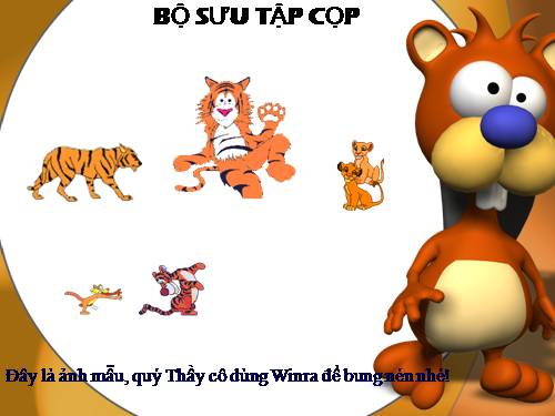 Bộ sưu tập Cọp