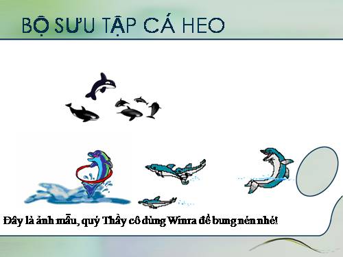 Bộ sưu tập cá Heo_Voi