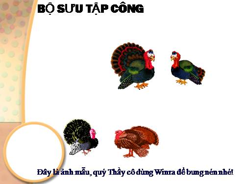 Bộ sưu tập con Công