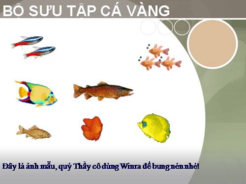 Bộ sưu tập Cá Vàng