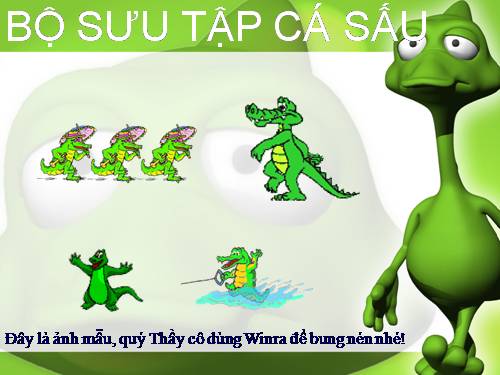 Bộ sưu tập Cá Sấu