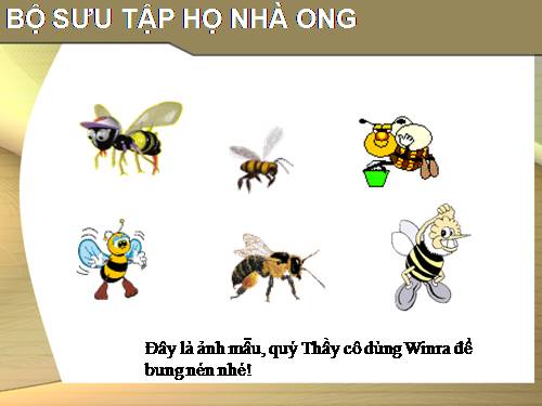 Bộ sưu tập các loài ong