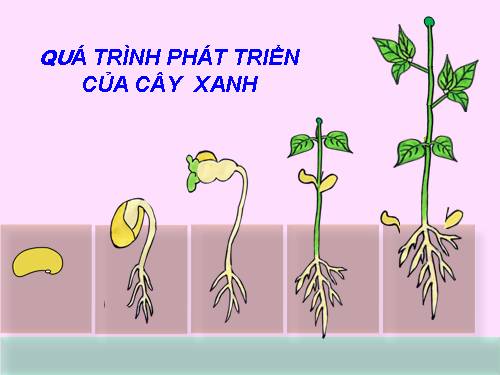 cây đậu