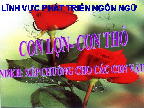 NBTN: CON LỢN- CON THỎ 24- 36T