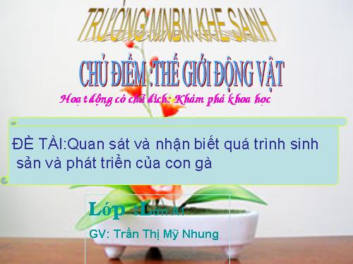 sự phát triển của con gà