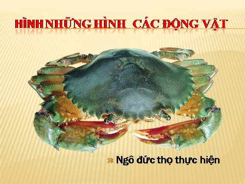 Hình những dong vat