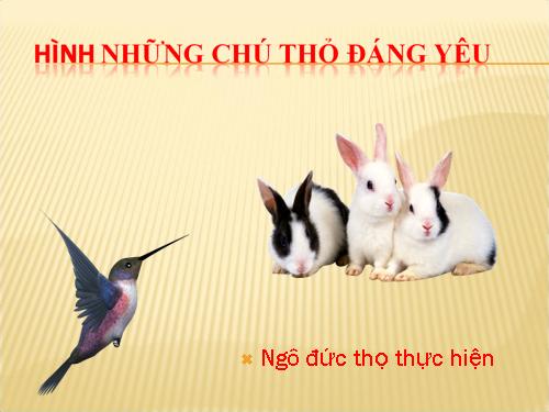 Hình những chú thỏ đáng yêu