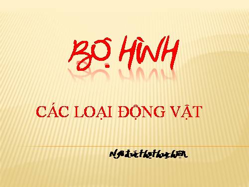 BO HINH cac dong vat