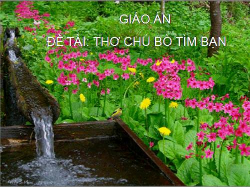 THÔ CHU BO TIM BAN