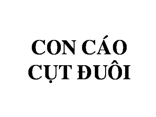 Con cáo cụt đuôi