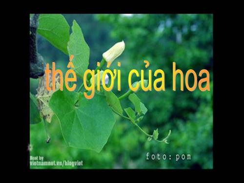 thế giới hoa