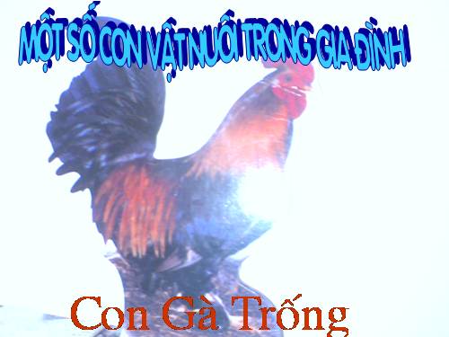 Con vật trong GD