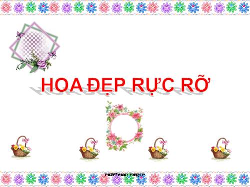 Hoa đẹp rực rỡ