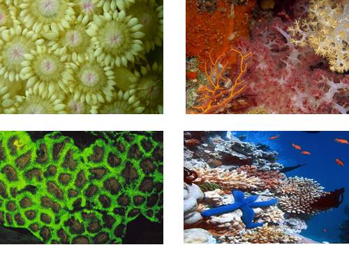 Thế giới san hô kỳ ảo