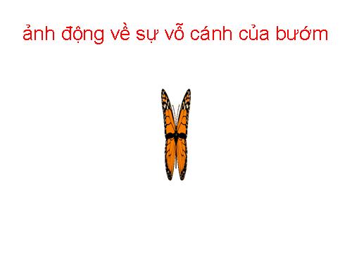 hình đ­ộng b­­­ướm vỗ cánh