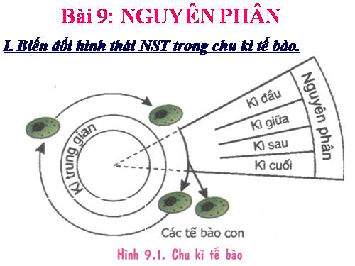 Bài 9. Nguyên phân