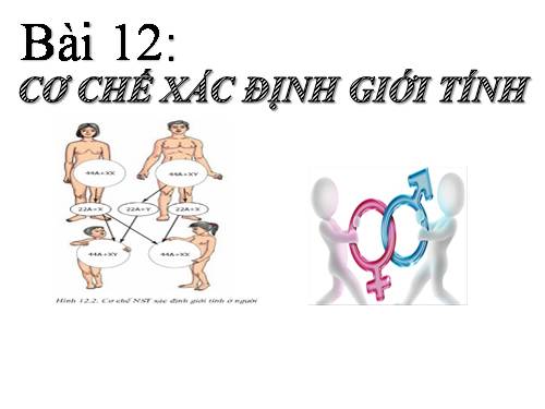 Bài 12. Cơ chế xác định giới tính